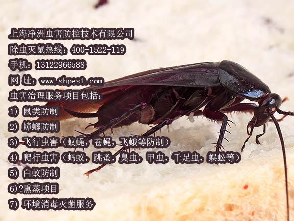 价 格:面议 上海净洲虫害防控技术 除虫灭鼠